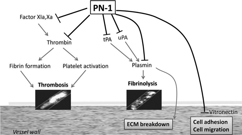 Role of PN-1 in hemostasis and vascular biology.jpg